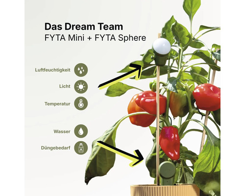 FYTA Mini Pflanzensensor und FYTA Sphere an einer Paprikapflanze zur Messung von Luftfeuchtigkeit, Licht, Temperatur, Wasser und Düngerbedarf.
