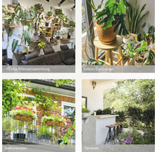 Collage mit Zimmerpflanzen auf Wandregalen, einem Indoor-Dschungel, Blumenkästen am Balkon und einer begrünten Terrasse.