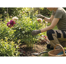 Eine Person im Garten kniet neben einer Pfingstrose und platziert eine Pflanzenstütze aus Metall um die Pflanze.