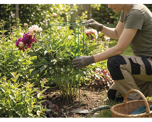 Eine Person im Garten kniet neben einer Pfingstrose und platziert eine Pflanzenstütze aus Metall um die Pflanze.