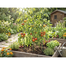 Tomatenpflanzen in einem hölzernen Hochbeet, gestützt durch spiralförmige Rankstäbe aus Metall, umgeben von Kräutern in einer hellen Gartenanlage.