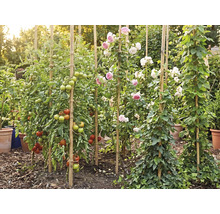 Garten mit Tomatenpflanzen, Rosen und Efeu, die an Bambusstäben hochranken, umgeben von Mulch und Pflanztöpfen in heller Umgebung.