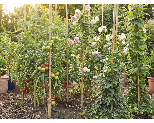 Garten mit Tomatenpflanzen, Rosen und Efeu, die an Bambusstäben hochranken, umgeben von Mulch und Pflanztöpfen in heller Umgebung.