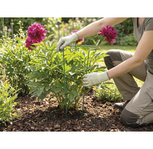 Eine Person installiert eine runde Staudenstütze aus Metall um eine blühende Pfingstrose im Gartenbeet mit Rindenmulch.
