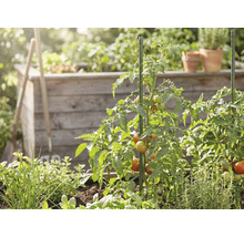Tomatenpflanzen mit reifenden Tomaten, gestützt durch grüne Pflanzstäbe in einem Garten mit Holzhochbeet und Kräutern.