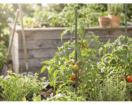 Tomatenpflanzen mit reifenden Tomaten, gestützt durch grüne Pflanzstäbe in einem Garten mit Holzhochbeet und Kräutern.