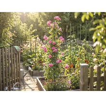 Heller Gemüsegarten mit Hochbeeten aus Holz, einer Kletterrose an einem Pflanzstab, Tomatenpflanzen, Gießkannen und einem Holzzaun.