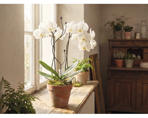 Weiße Orchidee in einem Tontopf auf einer hölzernen Fensterbank in einem hellen Raum mit weiteren Zimmerpflanzen.