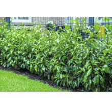 Grüne Lorbeerhecke vor einem Metallzaun in einem Garten mit Rasenfläche im Vordergrund.