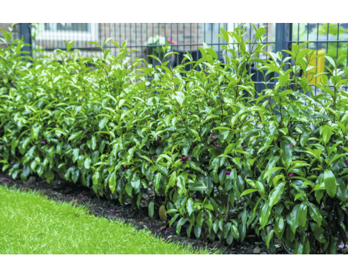 Grüne Lorbeerhecke vor einem Metallzaun in einem Garten mit Rasenfläche im Vordergrund.