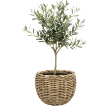Kleiner Olivenbaum Olea europaea in einem runden Korb aus Geflecht.