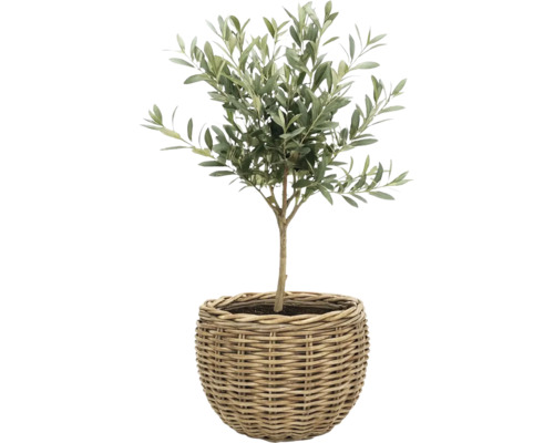 Kleiner Olivenbaum Olea europaea in einem runden Korb aus Geflecht.
