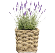 Lavendelpflanze mit lila Blüten in einem geflochtenen Weidenkorb.