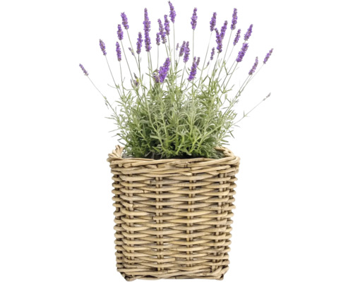 Lavendelpflanze mit lila Blüten in einem geflochtenen Weidenkorb.