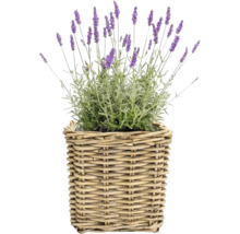 Lavendel Lavandula angustifolia in einem geflochtenen Weidenkorb.