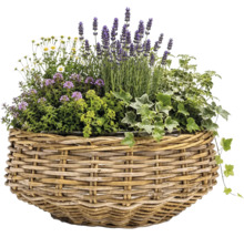 Pflanzkorb aus Weide bestückt mit Lavendel, Efeu und weiteren blühenden Pflanzen.