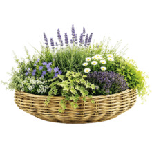 Geflochtener Korb bepflanzt mit Lavendel, Margeriten, Glockenblumen und Efeu.
