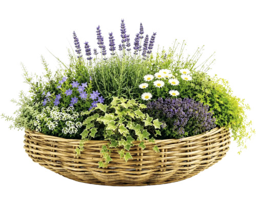 Geflochtener Korb bepflanzt mit Lavendel, Margeriten, Glockenblumen und Efeu.