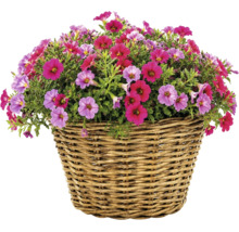 Blühende Zauberglöckchen Calibrachoa in einem Weidenkorb