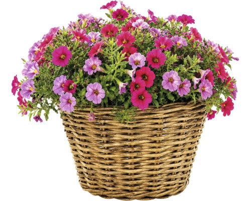 Blühende Zauberglöckchen Calibrachoa in einem Weidenkorb