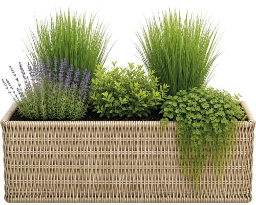 Rechteckiger Pflanzkasten aus Polyrattan-Geflecht mit Lavendel, Ziergras und hängenden Grünpflanzen.