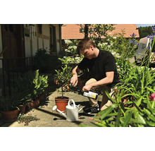 Ein Mann auf einer sonnigen Terrasse gießt Flüssigdünger aus einer Flasche in eine weiße Gießkanne neben einer Zitruspflanze im Topf.