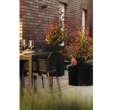 Glanzmispel Devils Dream in schwarzen Pflanzkübeln auf einer modernen Terrasse mit Gartenmöbeln vor einer Klinkerwand.