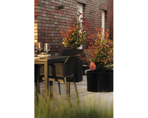 Glanzmispel Devils Dream in schwarzen Pflanzkübeln auf einer modernen Terrasse mit Gartenmöbeln vor einer Klinkerwand.
