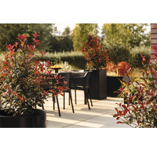 Helle Terrasse mit schwarzen Pflanzgefäßen, Glanzmispeln und modernen Gartenmöbeln auf großformatigen Steinplatten im Sonnenlicht.