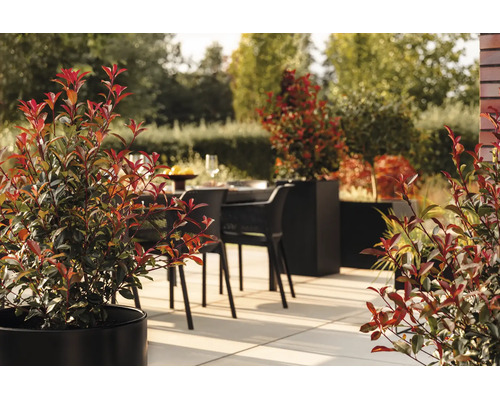 Helle Terrasse mit schwarzen Pflanzgefäßen, Glanzmispeln und modernen Gartenmöbeln auf großformatigen Steinplatten im Sonnenlicht.
