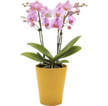 Orchidee Phalaenopsis mit rosa Blüten in einem gelben Übertopf.