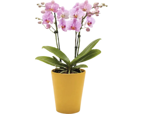 Orchidee Phalaenopsis mit rosa Blüten in einem gelben Übertopf.