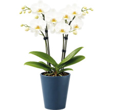 Weiße Phalaenopsis Orchidee mit mehreren Blüten und Knospen in einem blauen Keramiktopf, Zimmerpflanze.