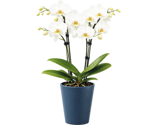 Weiße Phalaenopsis Orchidee mit mehreren Blüten und Knospen in einem blauen Keramiktopf, Zimmerpflanze.