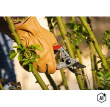 Eine Person mit Lederhandschuhen benutzt eine Felco Gartenschere, um einen Rosenstamm zurückzuschneiden. (Image AI modified or generated)