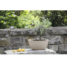 Runde Pflanzschale mit einem kleinen Olivenbaum auf einer Natursteinmauer im Garten