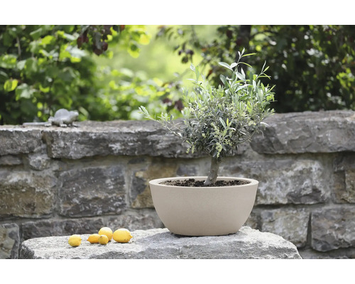 Runde Pflanzschale mit einem kleinen Olivenbaum auf einer Natursteinmauer im Garten