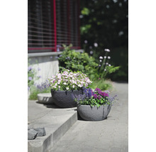 Zwei runde Pflanzschalen in Steinoptik, bepflanzt mit bunten Blumen im Garten.