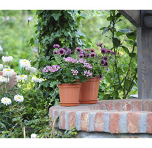 Terrakottafarbene Pflanztöpfe aus Kunststoff mit Untersetzern, bepflanzt mit Blumen auf einer Gartenmauer.