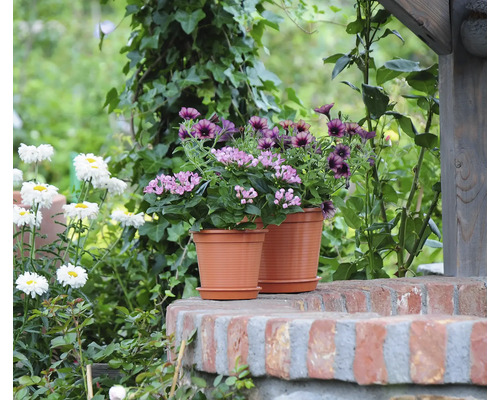 Terrakottafarbene Pflanztöpfe aus Kunststoff mit Untersetzern, bepflanzt mit Blumen auf einer Gartenmauer.