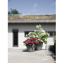 Zwei graue, strukturierte Pflanzkübel mit rosa und weißen Hortensien auf einer gepflasterten Terrasse vor einem Wohnhaus.