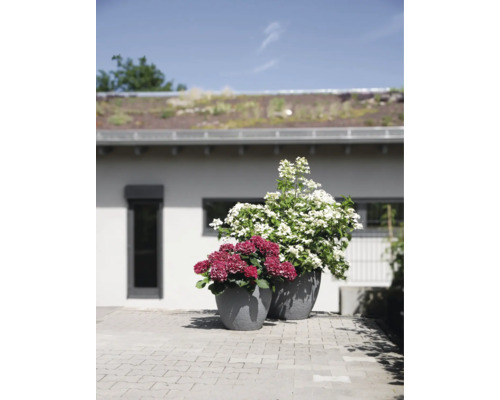 Zwei graue, strukturierte Pflanzkübel mit rosa und weißen Hortensien auf einer gepflasterten Terrasse vor einem Wohnhaus.