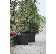 Zwei schwarze Pflanzkübel aus Kunststoff mit kleinen Bäumen auf einem gepflasterten Gartenweg.