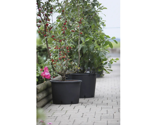 Zwei schwarze Pflanzkübel aus Kunststoff mit kleinen Bäumen auf einem gepflasterten Gartenweg.