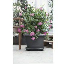 Anthrazitfarbener Kunststoff-Blumentopf mit Untersetzer, bepflanzt mit rosa Geranien.