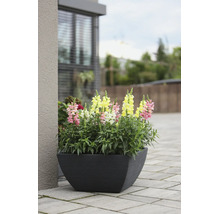 Löwenmäulchen in Rosa, Gelb und Weiß in einem anthrazitfarbenen, eckigen Pflanzkübel auf einer gepflasterten Terrasse.