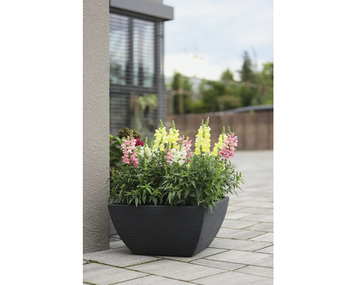 Löwenmäulchen in Rosa, Gelb und Weiß in einem anthrazitfarbenen, eckigen Pflanzkübel auf einer gepflasterten Terrasse.