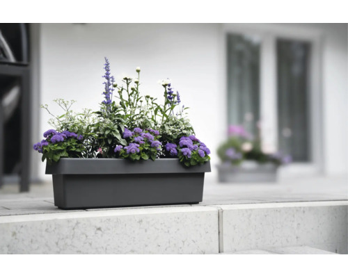 Rechteckiger Balkonkasten bepflanzt mit violetten und weißen Blumen, platziert auf einer hellen Steinmauer vor einer Hauswand.