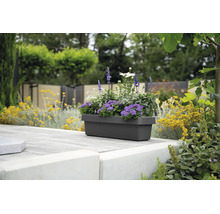 Rechteckiger Balkonkasten mit violetten und weißen Blumen auf einer bepflanzten Terrasse im Garten.