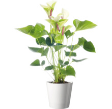 Zimmerpflanze Anthurium mit weißen Blüten in einem schlichten Übertopf